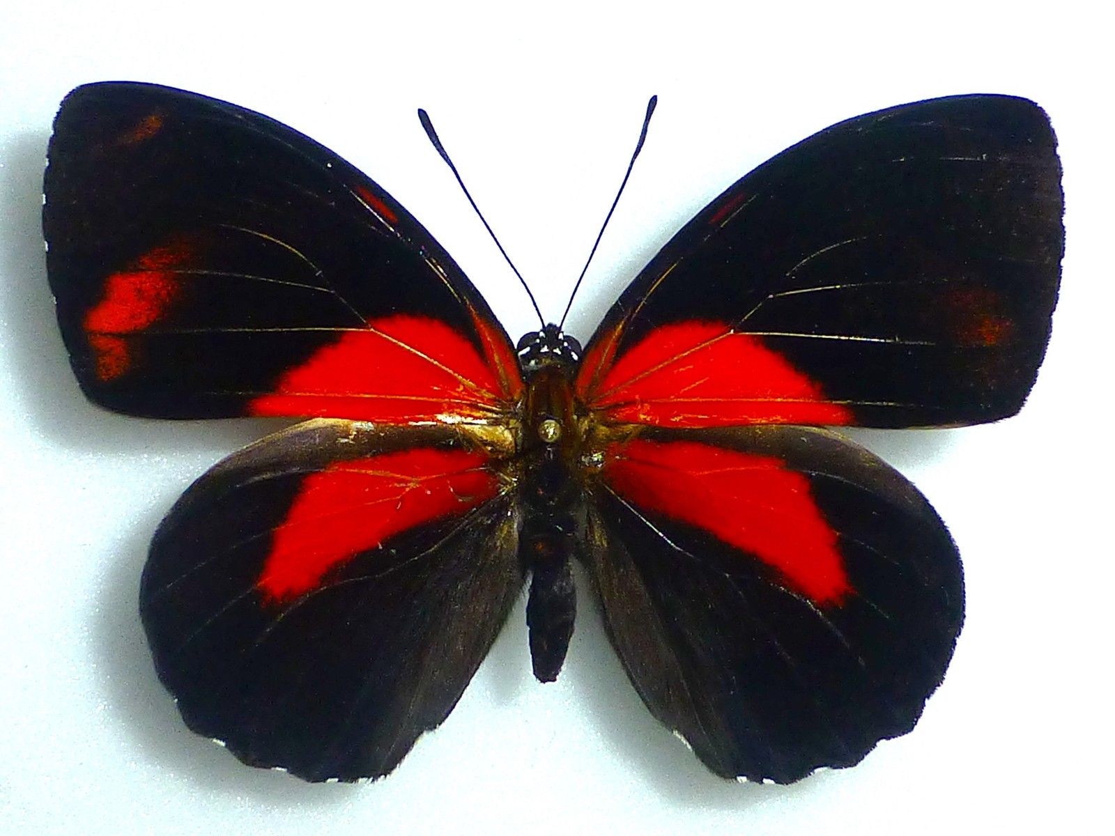 Callicore cynosura male (abberation, peru) (Internet Image property of respective owner, non-commercial use only)